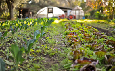 Connecting communities through Urban Farming – Towards resiliency